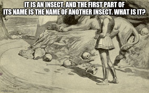 Riddles and Brainteasers | IT IS AN INSECT, AND THE FIRST PART OF ITS NAME IS THE NAME OF ANOTHER INSECT. WHAT IS IT? | image tagged in riddles and brainteasers | made w/ Imgflip meme maker