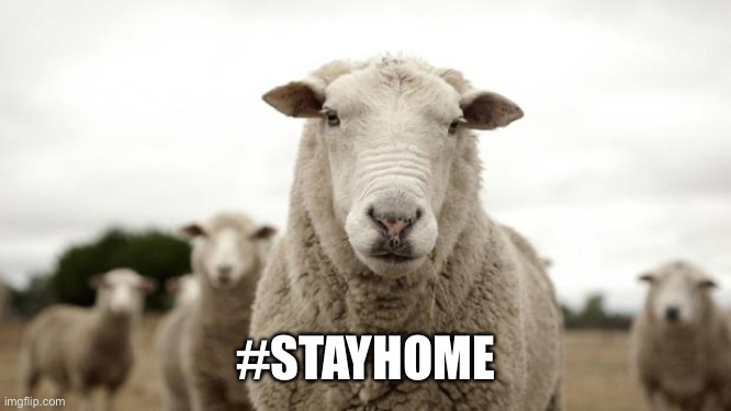 Sheep | #STAYHOME | image tagged in sheep | made w/ Imgflip meme maker