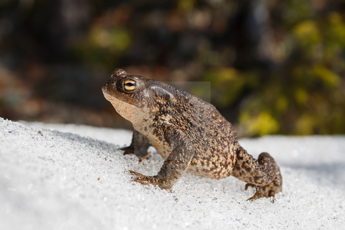 Snow toad Blank Meme Template