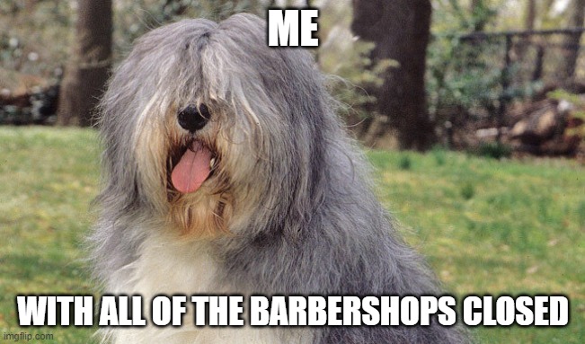 sheepdog | ME; WITH ALL OF THE BARBERSHOPS CLOSED | image tagged in sheepdog | made w/ Imgflip meme maker