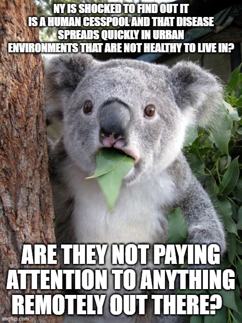 Surprised Koala | NY IS SHOCKED TO FIND OUT IT IS A HUMAN CESSPOOL AND THAT DISEASE SPREADS QUICKLY IN URBAN ENVIRONMENTS THAT ARE NOT HEALTHY TO LIVE IN? ARE THEY NOT PAYING ATTENTION TO ANYTHING REMOTELY OUT THERE? | image tagged in memes,surprised koala | made w/ Imgflip meme maker