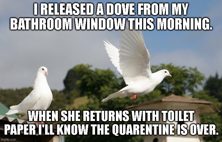 Doves | I RELEASED A DOVE FROM MY BATHROOM WINDOW THIS MORNING. WHEN SHE RETURNS WITH TOILET PAPER I'LL KNOW THE QUARENTINE IS OVER. | image tagged in doves | made w/ Imgflip meme maker