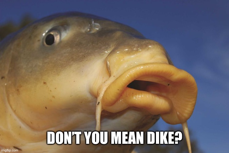Carp | DON’T YOU MEAN DIKE? | image tagged in carp | made w/ Imgflip meme maker