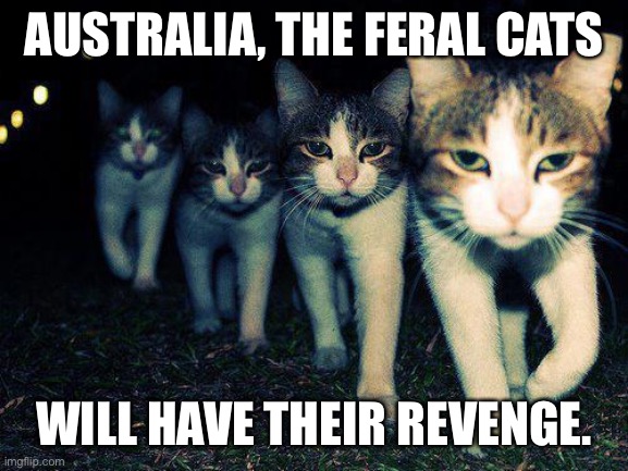 Wrong Neighboorhood Cats | AUSTRALIA, THE FERAL CATS; WILL HAVE THEIR REVENGE. | image tagged in memes,wrong neighboorhood cats | made w/ Imgflip meme maker
