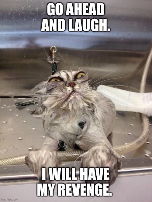 Angry Wet Cat | GO AHEAD AND LAUGH. I WILL HAVE MY REVENGE. | image tagged in angry wet cat | made w/ Imgflip meme maker