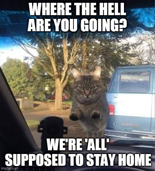 GET BACK INSIDE | WHERE THE HELL ARE YOU GOING? WE'RE 'ALL' SUPPOSED TO STAY HOME | image tagged in cats,funny cats,quarantine | made w/ Imgflip meme maker