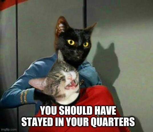 Calico Virus | YOU SHOULD HAVE STAYED IN YOUR QUARTERS | image tagged in vulcan cat pinch,star trek,quarantine,lockdown,penalty,freedom | made w/ Imgflip meme maker