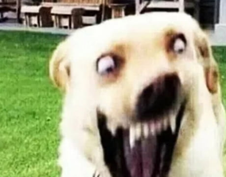 High Quality dog screamer lol boi Blank Meme Template