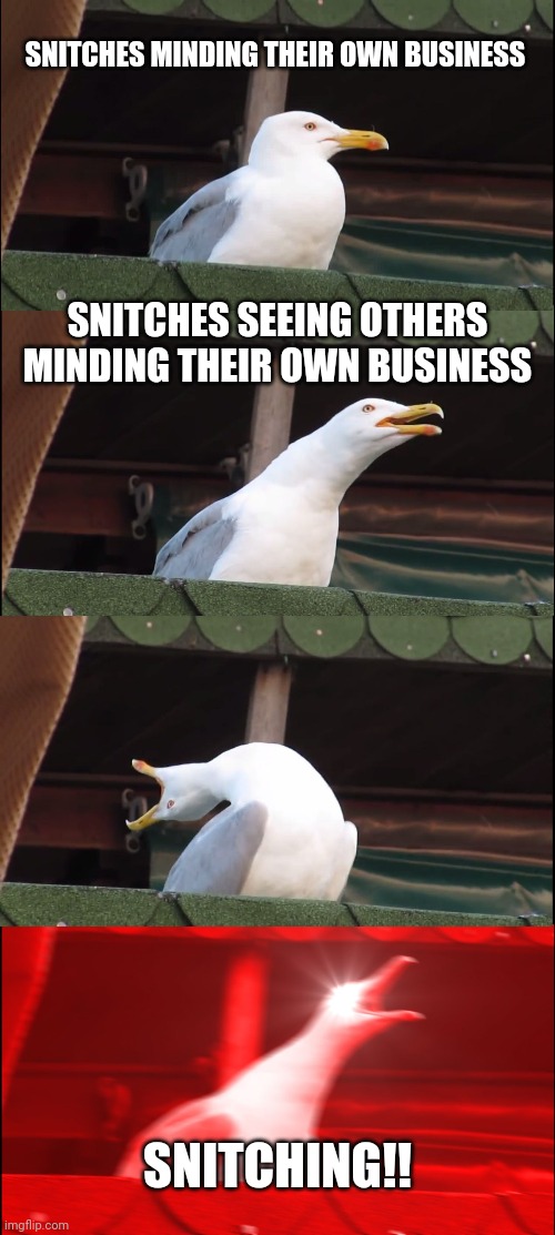 Inhaling Seagull | SNITCHES MINDING THEIR OWN BUSINESS; SNITCHES SEEING OTHERS MINDING THEIR OWN BUSINESS; SNITCHING!! | image tagged in snitch,covid-19,corona,virus,liberty,freedom | made w/ Imgflip meme maker