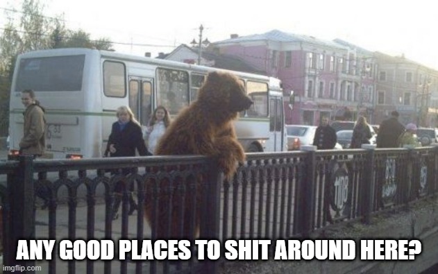 Bears do!!! | ANY GOOD PLACES TO SHIT AROUND HERE? | image tagged in memes,city bear | made w/ Imgflip meme maker