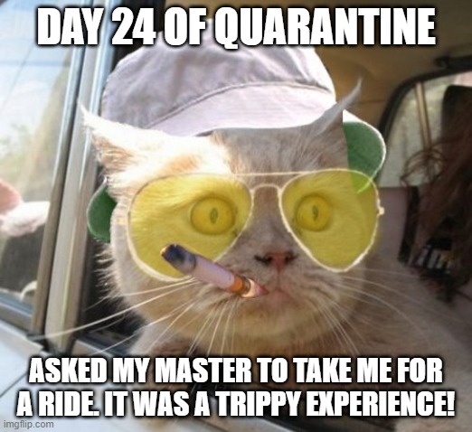 Break Free | DAY 24 OF QUARANTINE; ASKED MY MASTER TO TAKE ME FOR A RIDE. IT WAS A TRIPPY EXPERIENCE! | image tagged in memes,fear and loathing cat | made w/ Imgflip meme maker