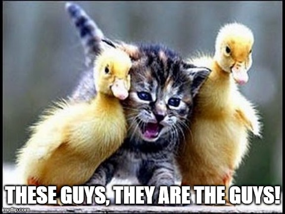 Designated Ducks | THESE GUYS, THEY ARE THE GUYS! | image tagged in ducks | made w/ Imgflip meme maker