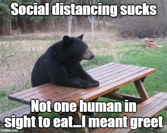 Bad Luck Bear Meme | Social distancing sucks; Not one human in sight to eat...I meant greet | image tagged in memes,bad luck bear | made w/ Imgflip meme maker