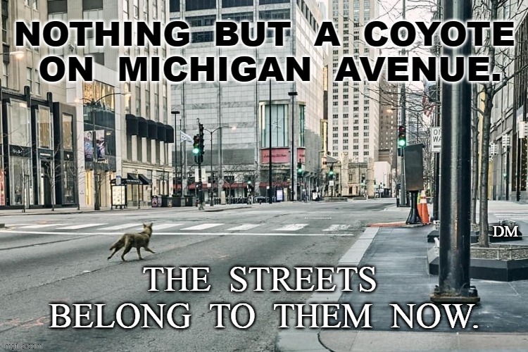 Virus Chicago | DM | image tagged in coyote | made w/ Imgflip meme maker
