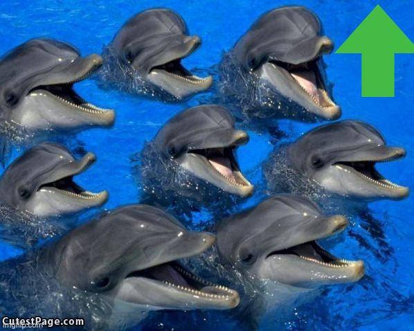 dolphins | image tagged in dolphins | made w/ Imgflip meme maker