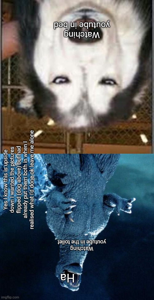 Watching youtube in bed; Yes I know this is upside down I wanted the pictures flipped (dog above) but had already put them both in when I realised what I'd done ok leave me alone; Watching youtube in the toilet; Ha | image tagged in laughing godzilla,original pissed off husky | made w/ Imgflip meme maker