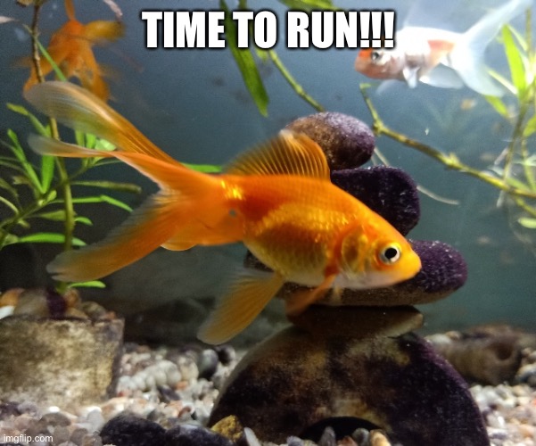 TIME TO RUN!!! | made w/ Imgflip meme maker