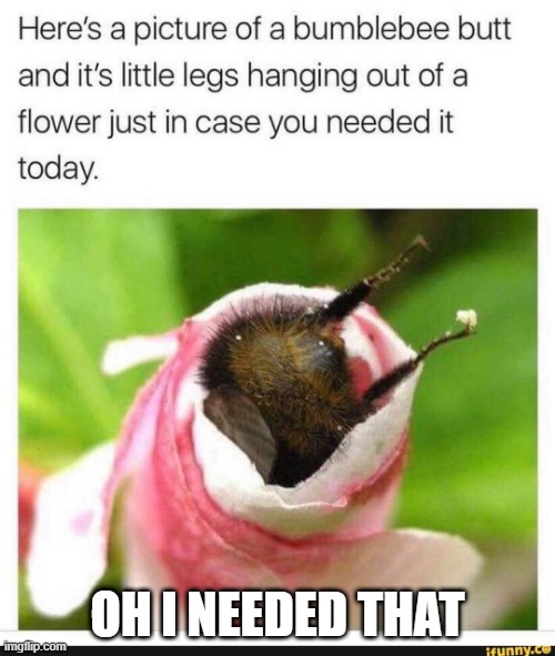 Bee Butt | OH I NEEDED THAT | image tagged in justincase | made w/ Imgflip meme maker