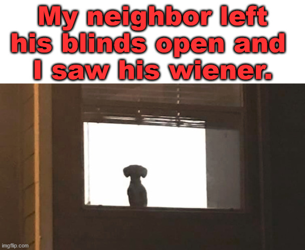 Dog that is. | My neighbor left his blinds open and 
I saw his wiener. | image tagged in wiener,peeping tom | made w/ Imgflip meme maker