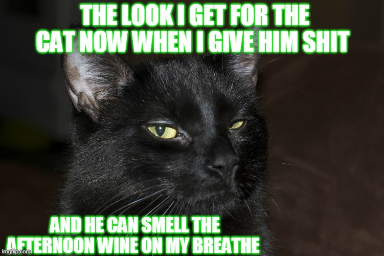 don't judge me | THE LOOK I GET FOR THE CAT NOW WHEN I GIVE HIM SHIT; AND HE CAN SMELL THE AFTERNOON WINE ON MY BREATHE | image tagged in cat,wine,shit,judgemental | made w/ Imgflip meme maker