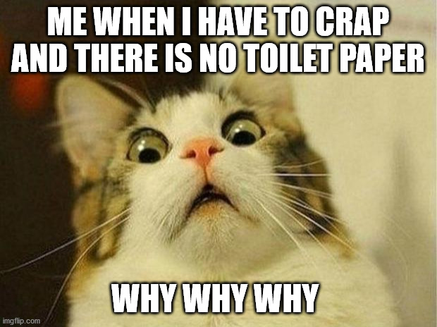 Scared Cat Meme | ME WHEN I HAVE TO CRAP AND THERE IS NO TOILET PAPER; WHY WHY WHY | image tagged in memes,scared cat | made w/ Imgflip meme maker