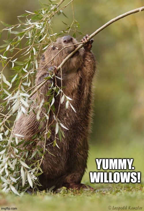 YUMMY.
WILLOWS! | made w/ Imgflip meme maker