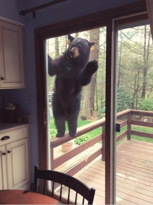 Bear looking in window Blank Meme Template