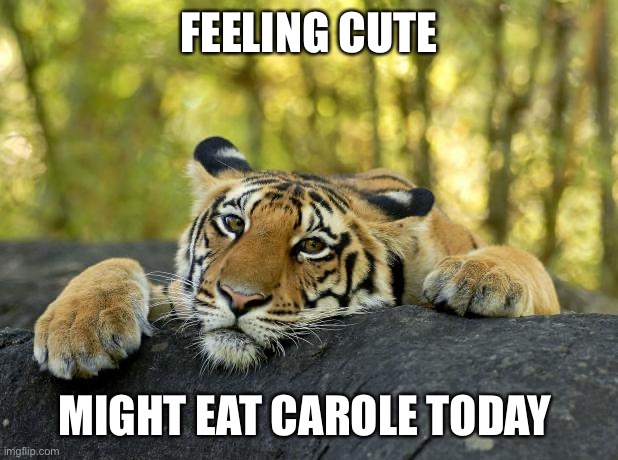Confession Tiger | FEELING CUTE; MIGHT EAT CAROLE TODAY | image tagged in confession tiger | made w/ Imgflip meme maker