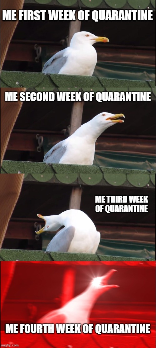 Inhaling Seagull Meme | ME FIRST WEEK OF QUARANTINE; ME SECOND WEEK OF QUARANTINE; ME THIRD WEEK OF QUARANTINE; ME FOURTH WEEK OF QUARANTINE | image tagged in memes,inhaling seagull | made w/ Imgflip meme maker