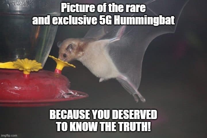 5G Hummingbat | Picture of the rare and exclusive 5G Hummingbat; BECAUSE YOU DESERVED TO KNOW THE TRUTH! | image tagged in tin foil hat,bats,5g,government corruption,truth | made w/ Imgflip meme maker