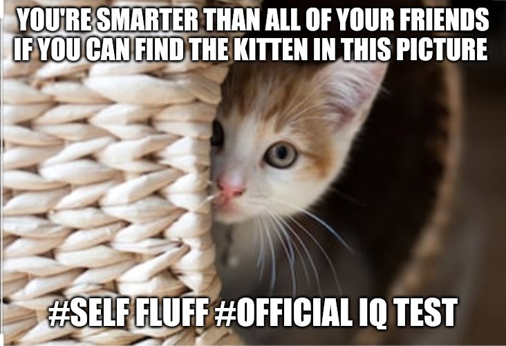 Self Esteem Enhancer | YOU'RE SMARTER THAN ALL OF YOUR FRIENDS IF YOU CAN FIND THE KITTEN IN THIS PICTURE; #SELF FLUFF #OFFICIAL IQ TEST | image tagged in kitten,funny | made w/ Imgflip meme maker