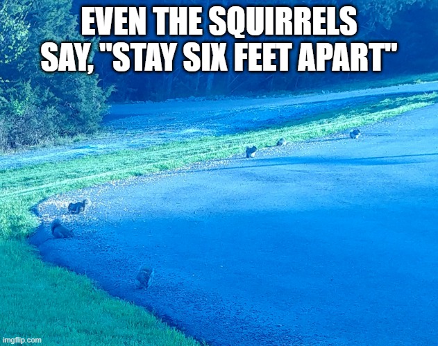 Social Distancing in Nature | EVEN THE SQUIRRELS SAY, "STAY SIX FEET APART" | image tagged in squirrel,social distancing | made w/ Imgflip meme maker