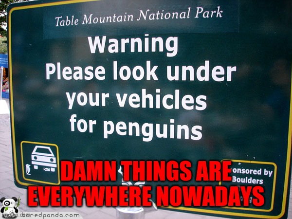 Very important, people | DAMN THINGS ARE EVERYWHERE NOWADAYS | image tagged in memes,penguin,yeah ok | made w/ Imgflip meme maker