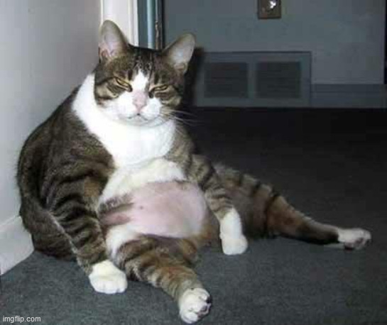 Fat cat | image tagged in fat cat | made w/ Imgflip meme maker