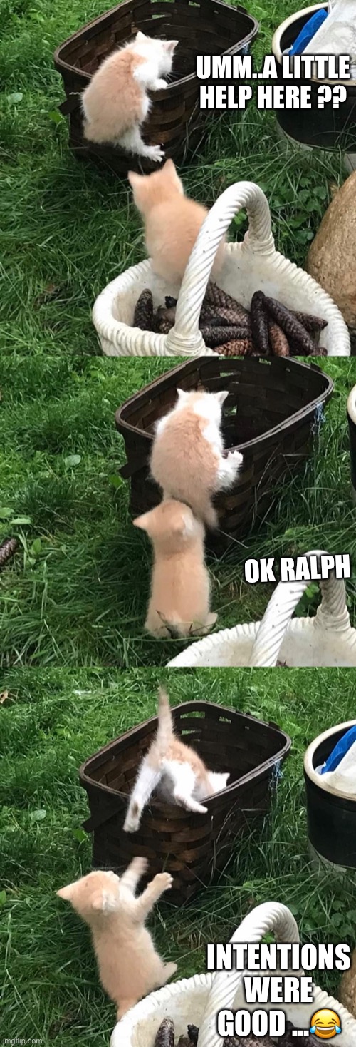 UMM..A LITTLE HELP HERE ?? OK RALPH; INTENTIONS WERE GOOD ...😂 | image tagged in funny cats | made w/ Imgflip meme maker