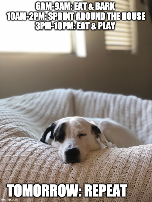 6AM-9AM: EAT & BARK 
10AM-2PM: SPRINT AROUND THE HOUSE
3PM-10PM: EAT & PLAY; TOMORROW: REPEAT | made w/ Imgflip meme maker