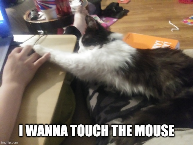 HE'S TRYING TO CATCH IT | I WANNA TOUCH THE MOUSE | image tagged in cats,funny cats,mouse | made w/ Imgflip meme maker
