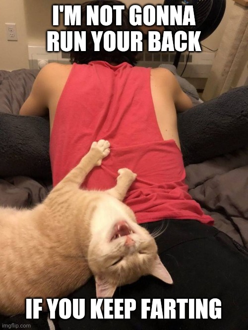 RIGHT ON THE FACE | I'M NOT GONNA RUN YOUR BACK; IF YOU KEEP FARTING | image tagged in cats,funny cats,fart jokes | made w/ Imgflip meme maker