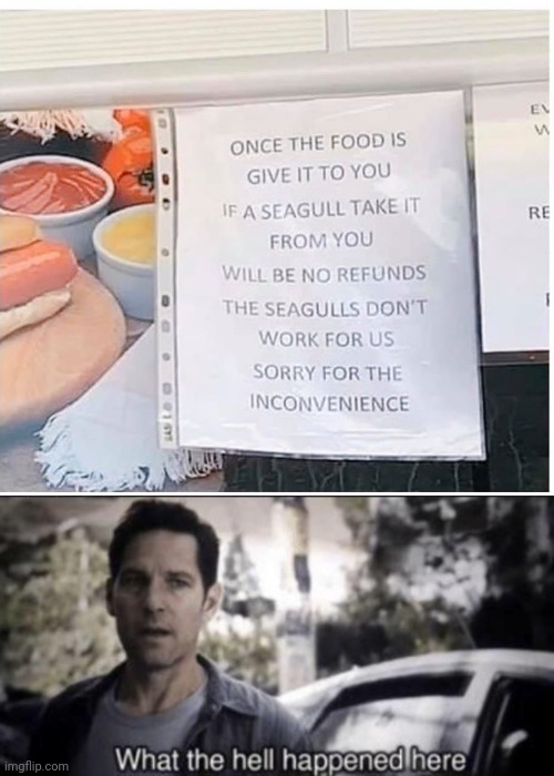 WHAT? | image tagged in what the hell happened here,memes,seagulls,wtf | made w/ Imgflip meme maker