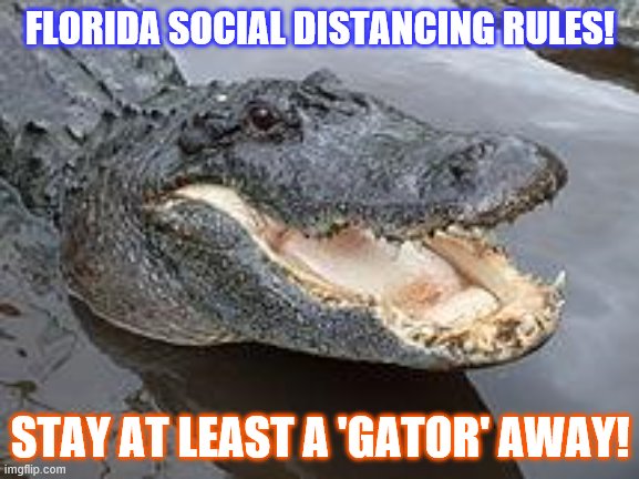 Alligator Wut | FLORIDA SOCIAL DISTANCING RULES! STAY AT LEAST A 'GATOR' AWAY! | image tagged in alligator wut | made w/ Imgflip meme maker
