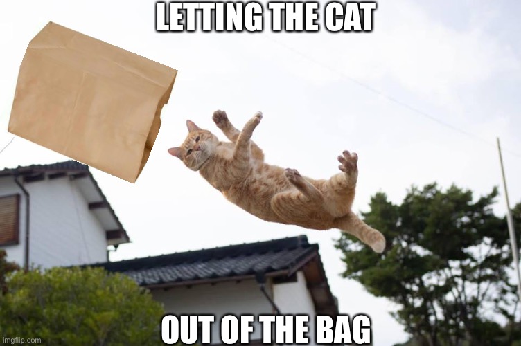 Cat falling | LETTING THE CAT; OUT OF THE BAG | image tagged in cat falling | made w/ Imgflip meme maker