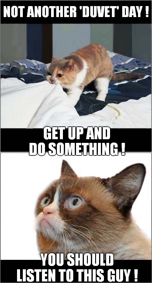Grumpy Says Do Something ! | NOT ANOTHER 'DUVET' DAY ! GET UP AND DO SOMETHING ! YOU SHOULD LISTEN TO THIS GUY ! | image tagged in fun,grumpy cat,lazy | made w/ Imgflip meme maker