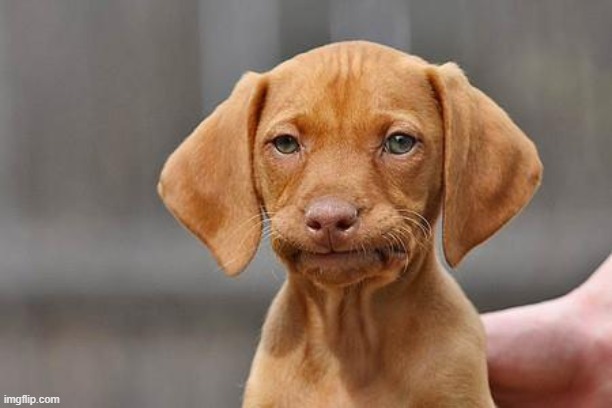Dissapointed puppy | image tagged in dissapointed puppy | made w/ Imgflip meme maker