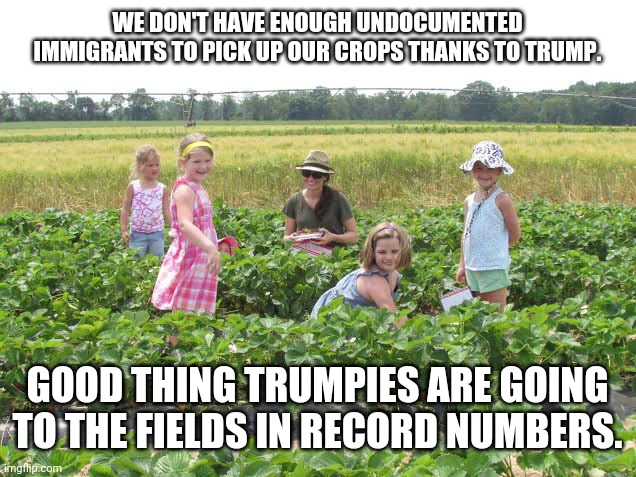 Trump supporters picking up crops | WE DON'T HAVE ENOUGH UNDOCUMENTED IMMIGRANTS TO PICK UP OUR CROPS THANKS TO TRUMP. GOOD THING TRUMPIES ARE GOING TO THE FIELDS IN RECORD NUMBERS. | image tagged in bernie sanders,illegal immigration,donald trump,trump supporters,joe biden | made w/ Imgflip meme maker