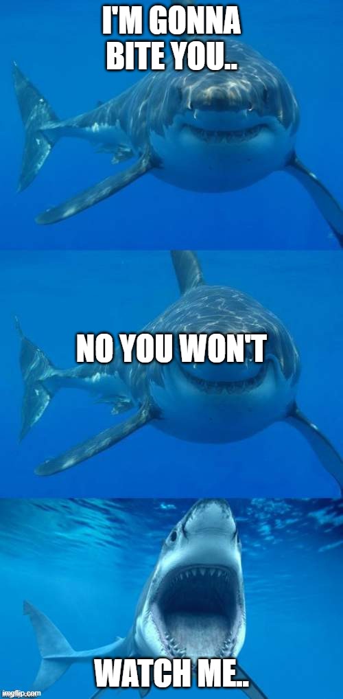 Bad Shark Pun  | I'M GONNA BITE YOU.. NO YOU WON'T; WATCH ME.. | image tagged in bad shark pun | made w/ Imgflip meme maker