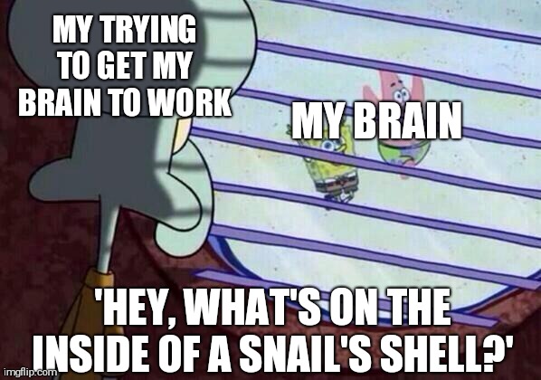 Squidward window | MY TRYING TO GET MY BRAIN TO WORK; MY BRAIN; 'HEY, WHAT'S ON THE INSIDE OF A SNAIL'S SHELL?' | image tagged in squidward window | made w/ Imgflip meme maker