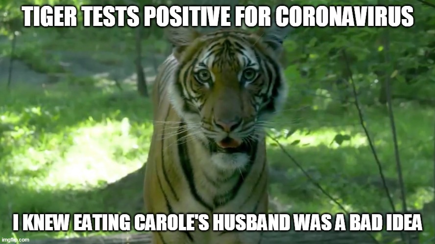 Tiger King | TIGER TESTS POSITIVE FOR CORONAVIRUS; I KNEW EATING CAROLE'S HUSBAND WAS A BAD IDEA | image tagged in tiger | made w/ Imgflip meme maker