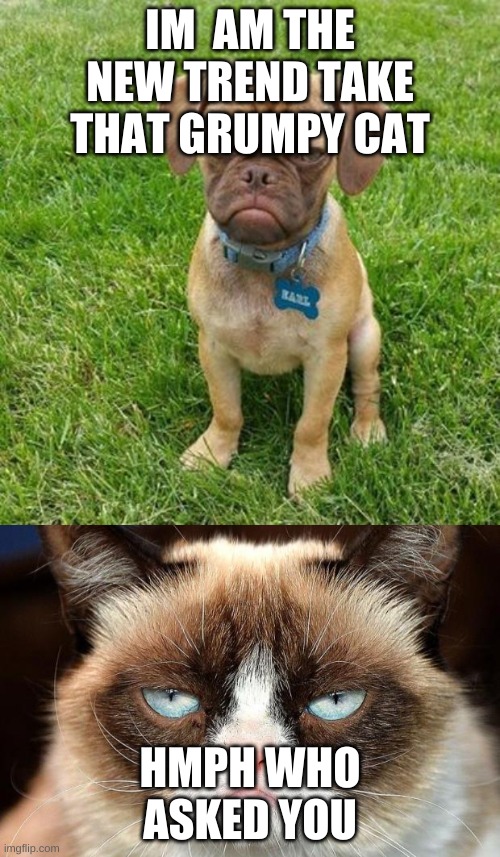 IM  AM THE NEW TREND TAKE THAT GRUMPY CAT; HMPH WHO ASKED YOU | image tagged in memes,grumpy cat not amused,grumpy dog | made w/ Imgflip meme maker