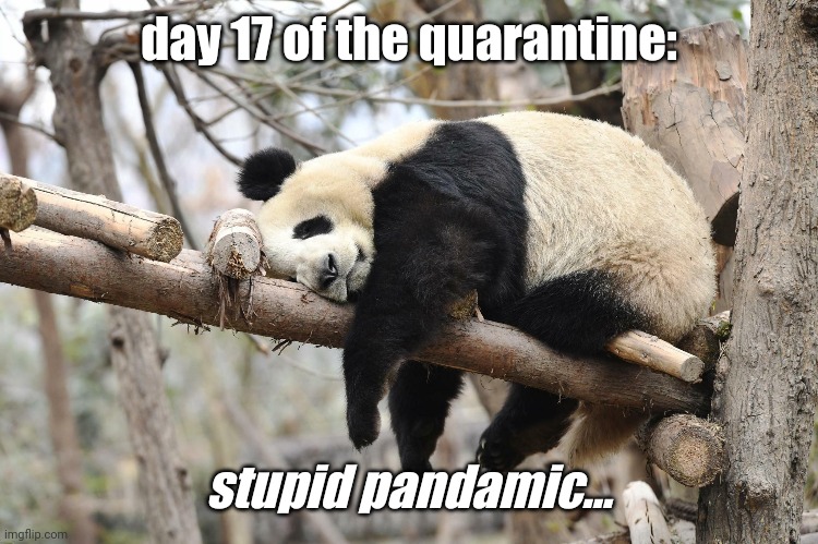 I know we shouldn't see everything so black and white but I just can't help myself... | day 17 of the quarantine:; stupid pandamic... | image tagged in quarantine,panda,dad joke | made w/ Imgflip meme maker