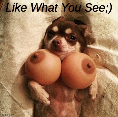 Boobs | Like What You See;) | image tagged in boobs,doggo | made w/ Imgflip meme maker